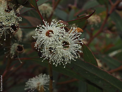 Eucalyptus rugosa f Denzel Murfet Flinders Chase NP